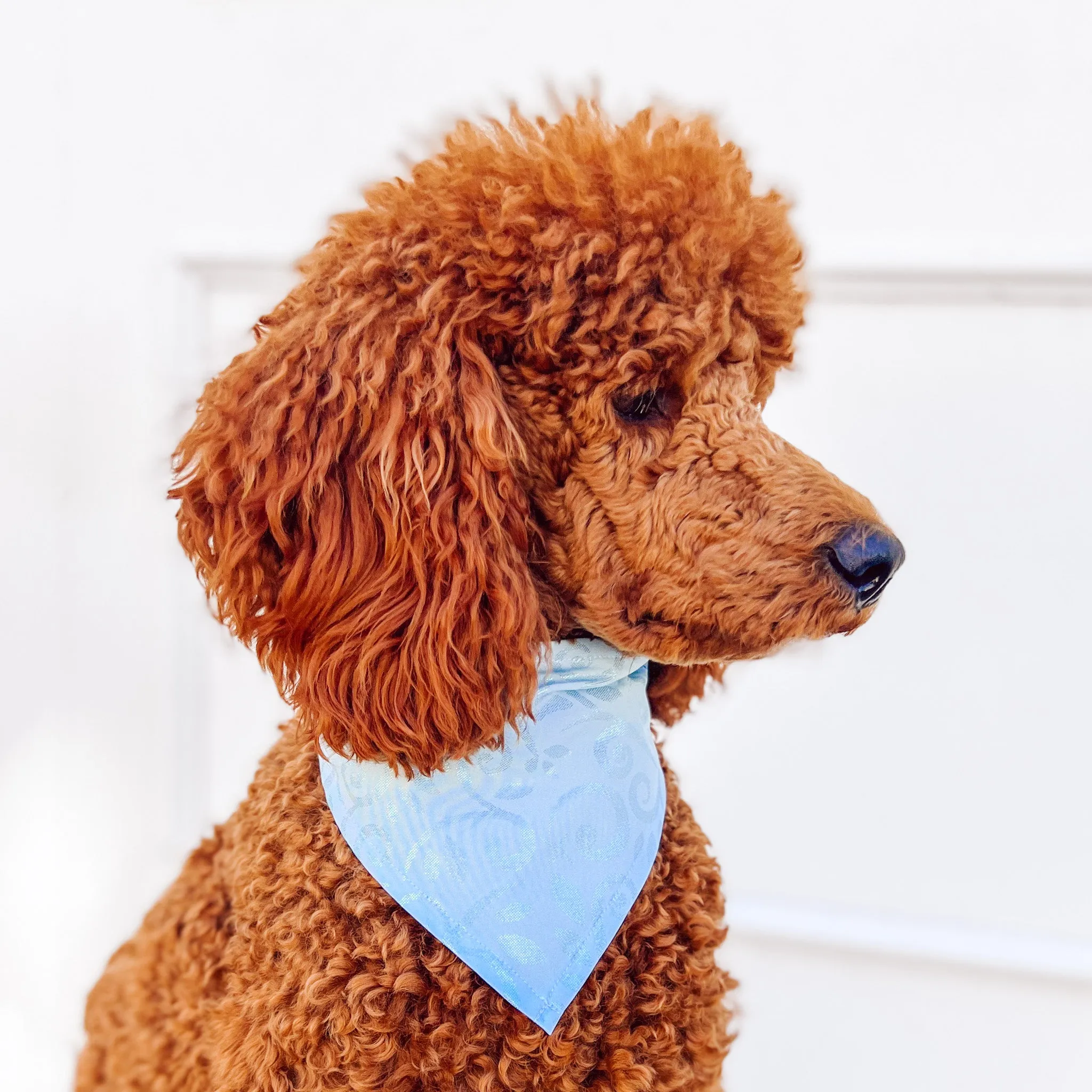 After Midnight Pet Bandana