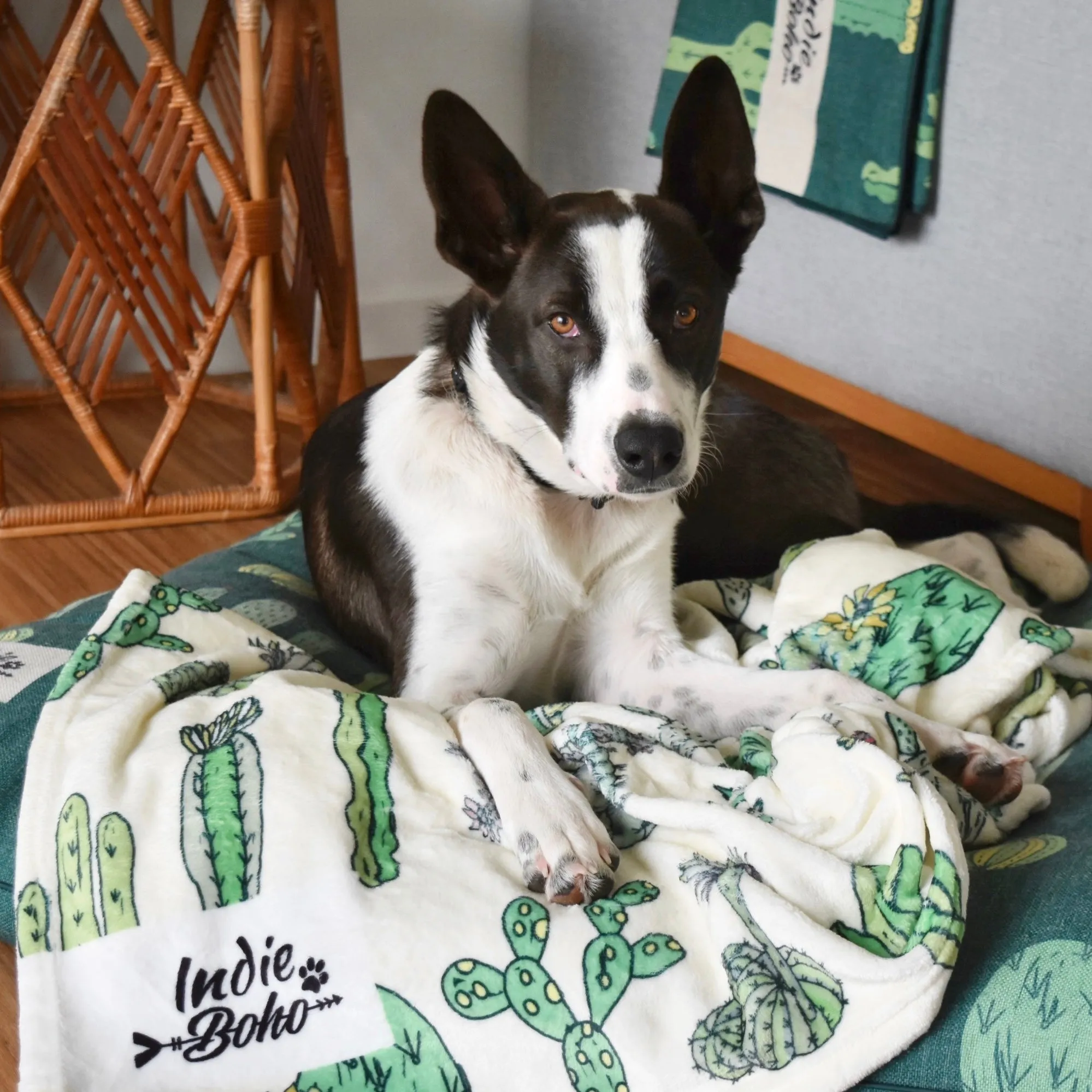 Cactus Fusion - Designer Pet Blanket