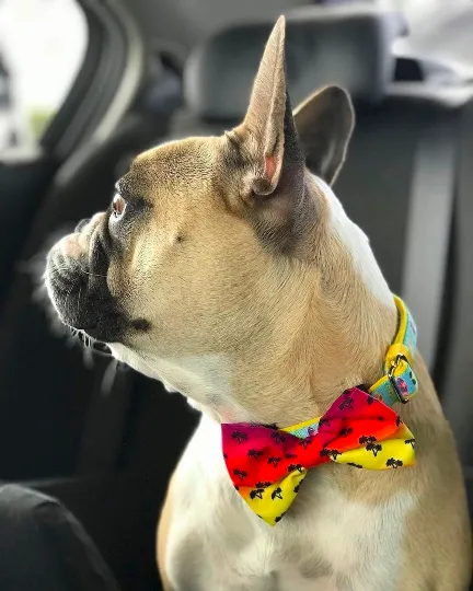 Frenchiestore Pet Bowtie |  California Dreamin'