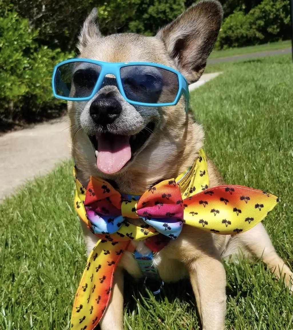 Frenchiestore Pet Bowtie |  California Dreamin'