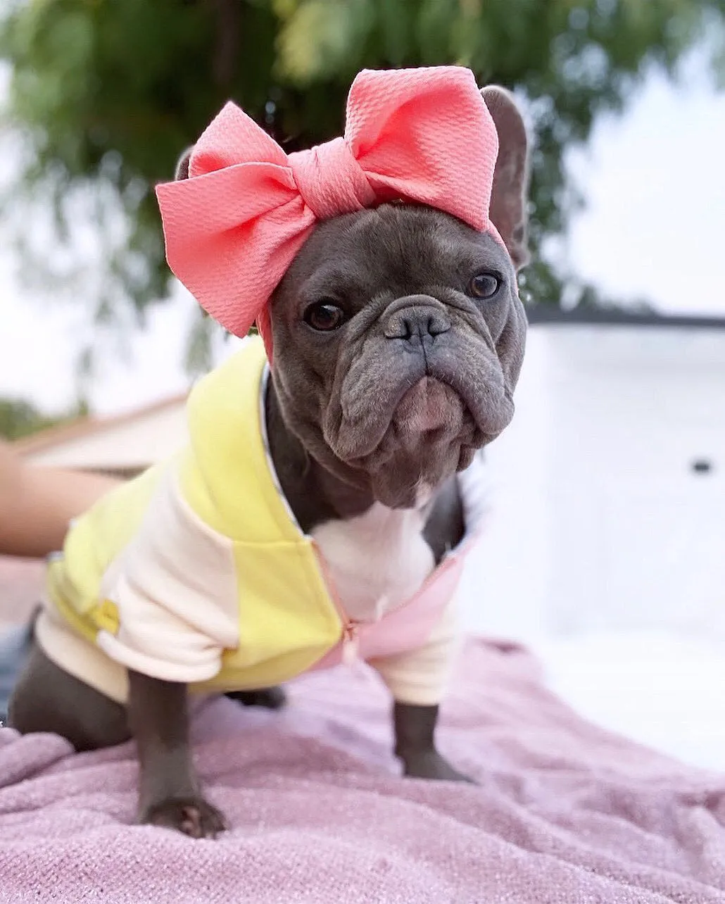 Frenchiestore Pet Head Bow | Peach