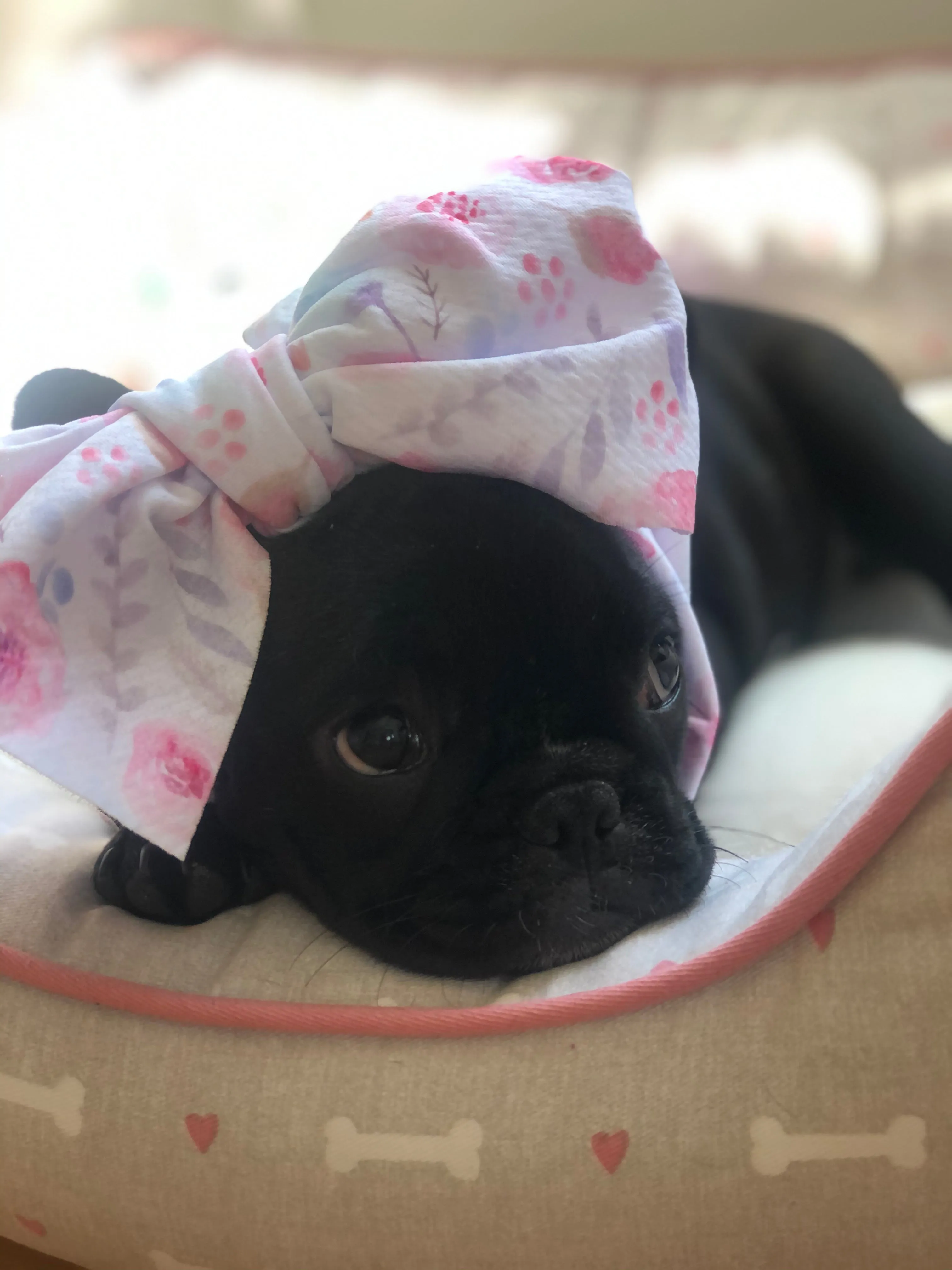 Frenchiestore Pet Head Bow | Pink Blush