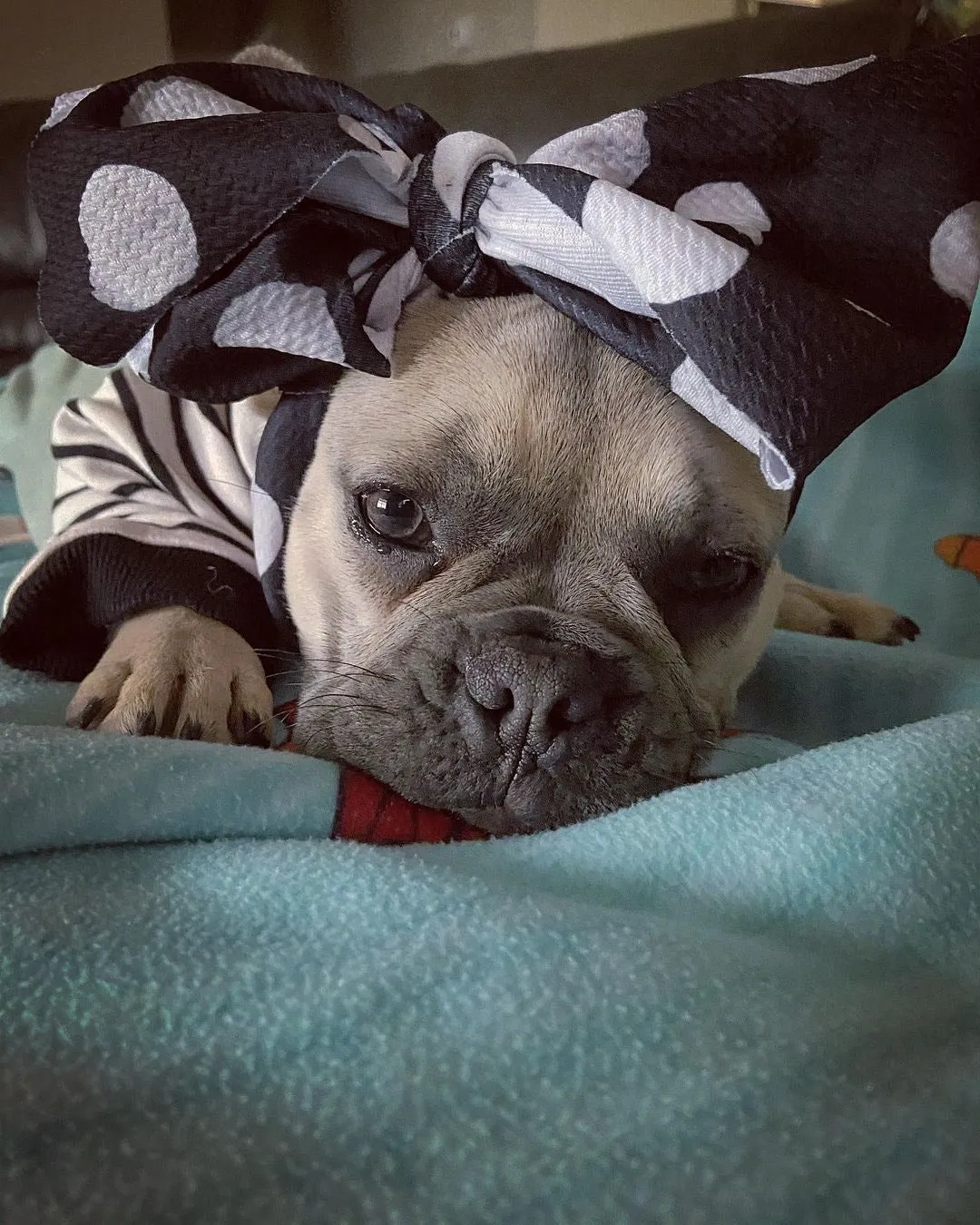 Frenchiestore Pet Head Bow | Polka Dots