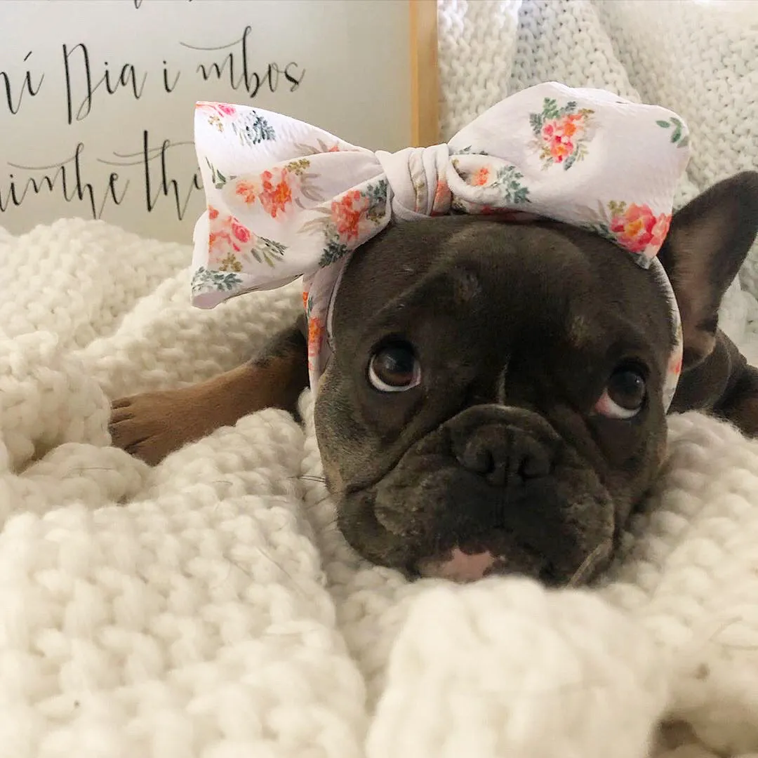 Frenchiestore Pet Head Bow | Sunny Side