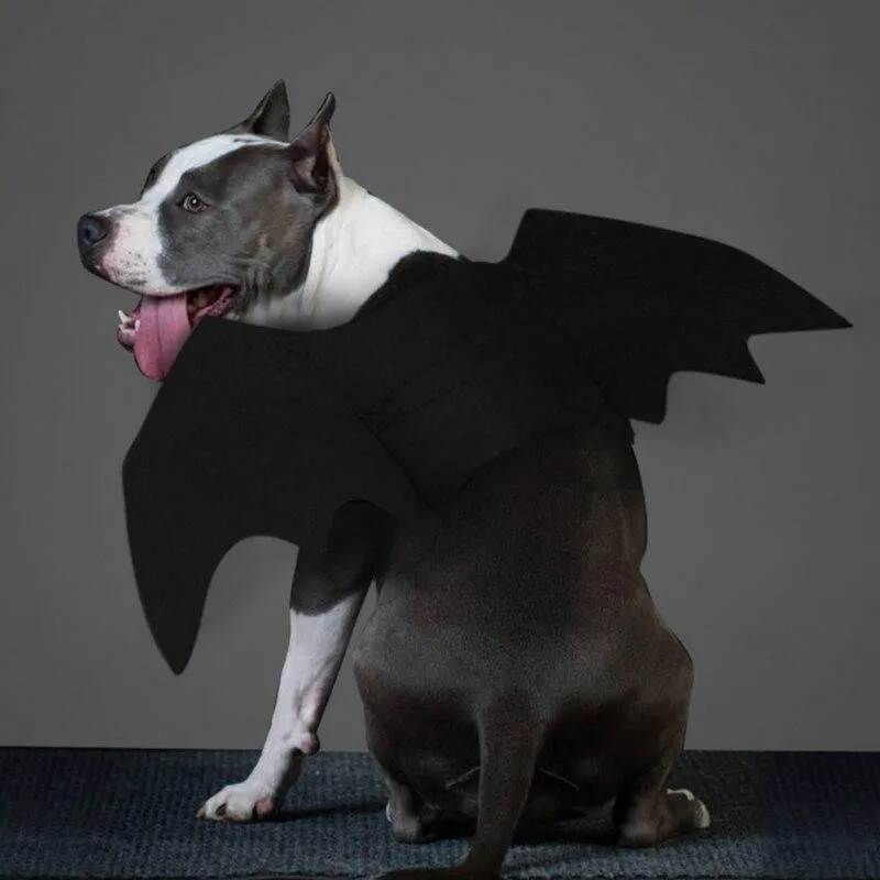 Pet Vampire Bat Wings